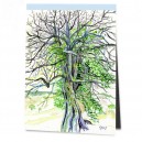 Kapok Baum 'Poilao', St.Catarina
