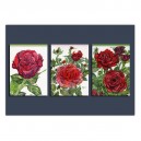 Rosenrot Trio