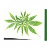 Cannabis